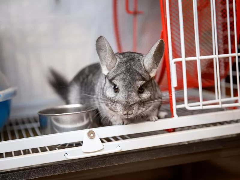 Long-Tailed Chinchilla