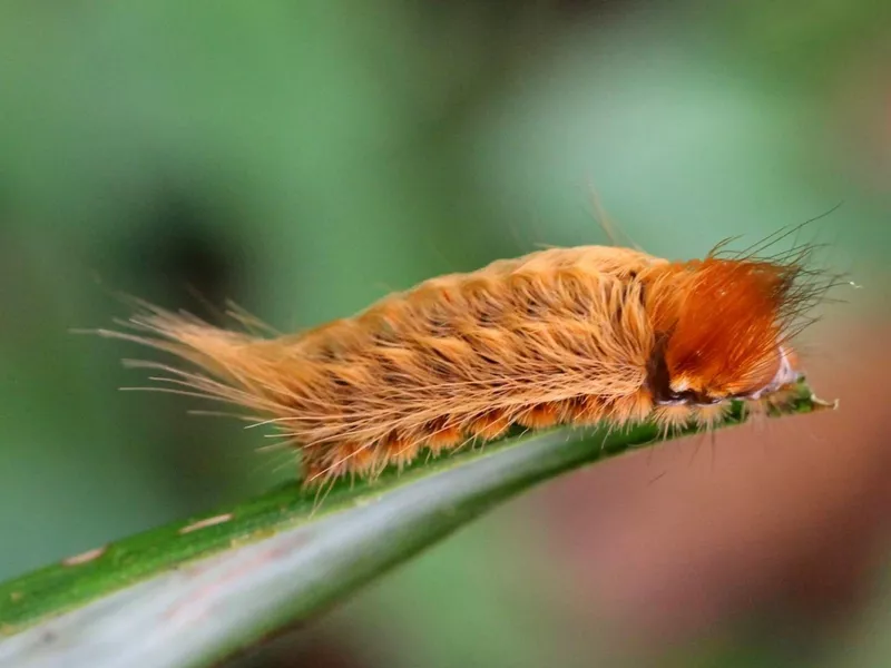 Puss Caterpillar