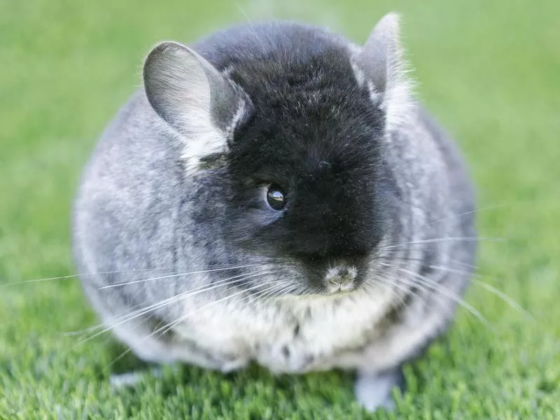 chinchilla