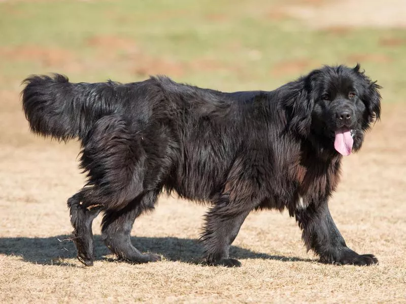 Newfoundland dogs are considered very friendly