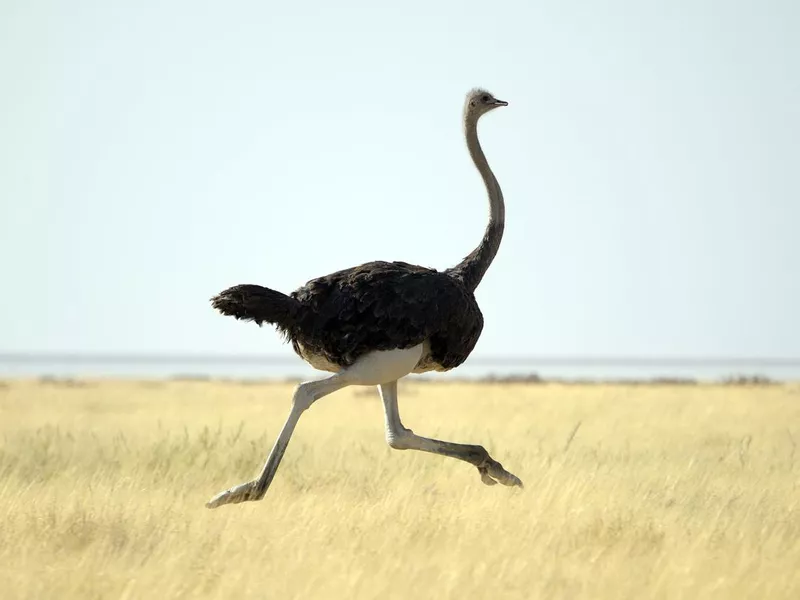 Ostrich