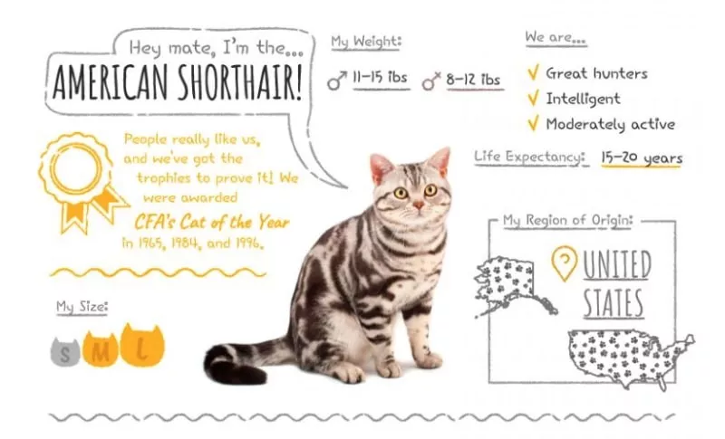 American Shorthair Summary