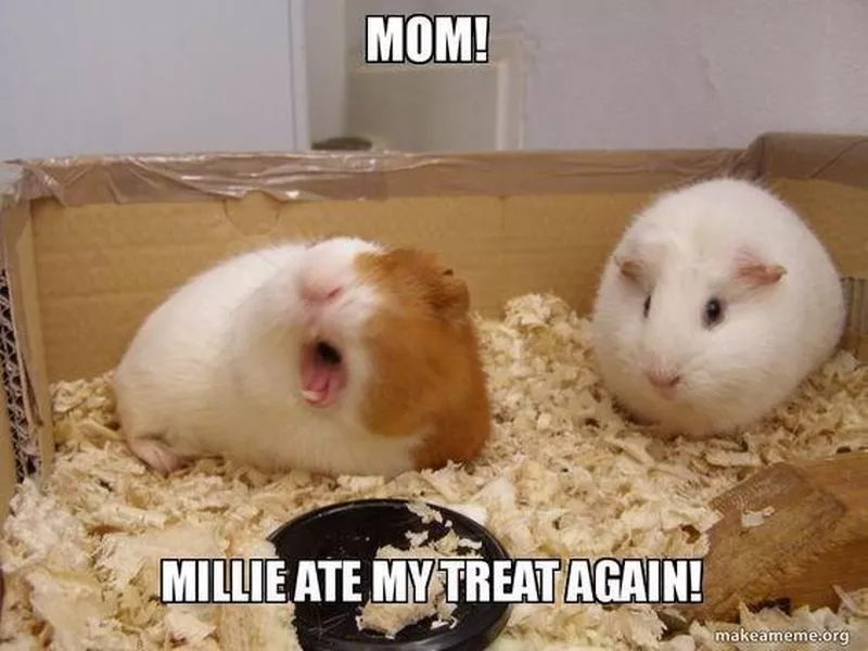 Guinea pig meme