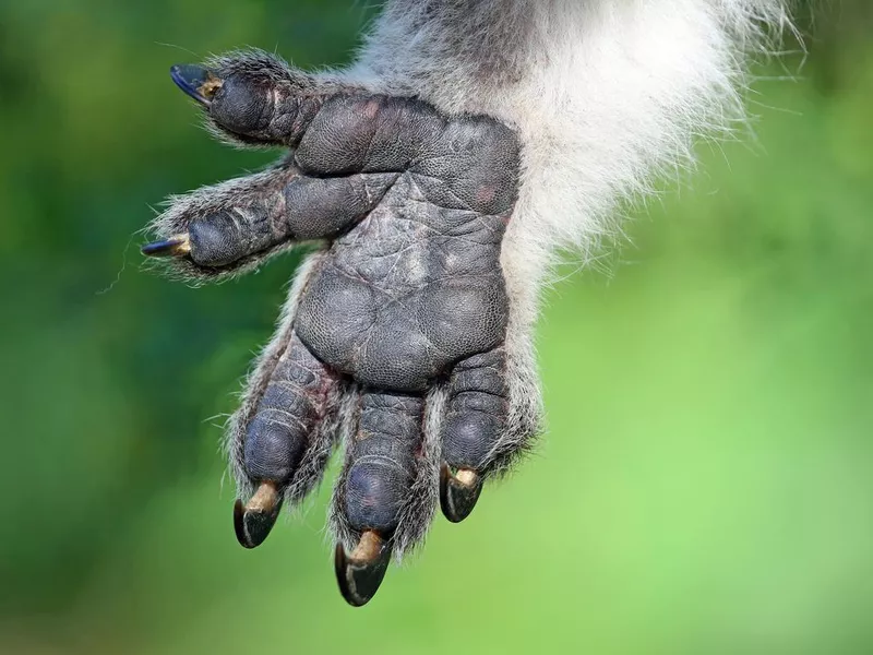 Koala palm close-up