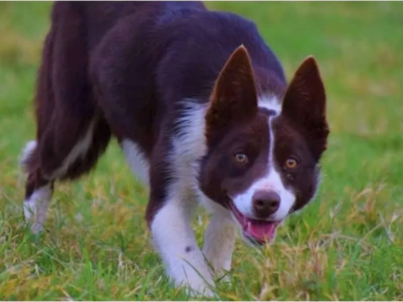 The Most Expensive Sheepdog