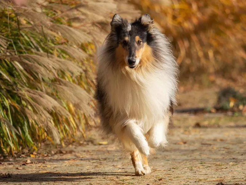 A beautiful collie with long hair out in nature