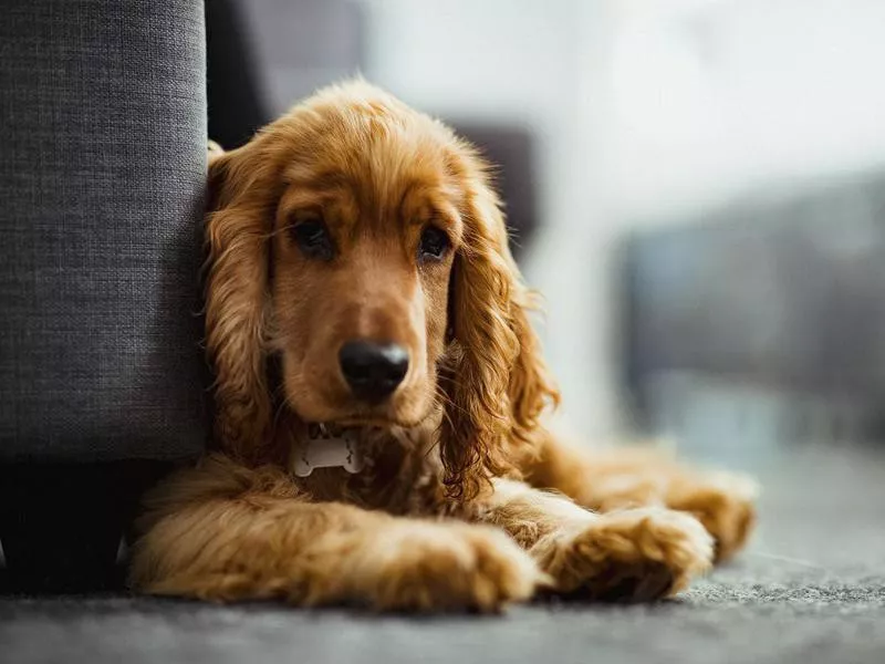 Cocker Spaniel