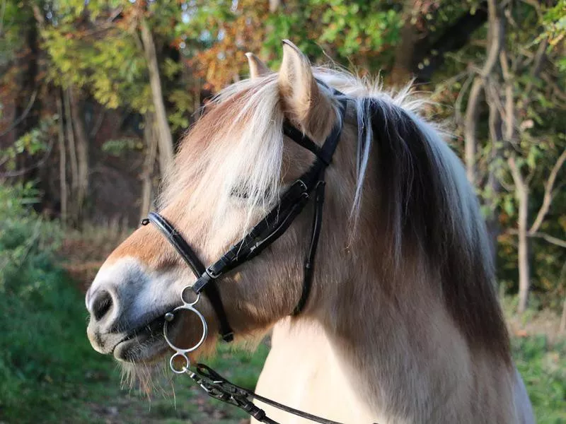 portrait of a fjord horse in the autumn forest