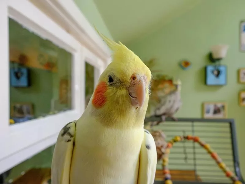 Cockatiel