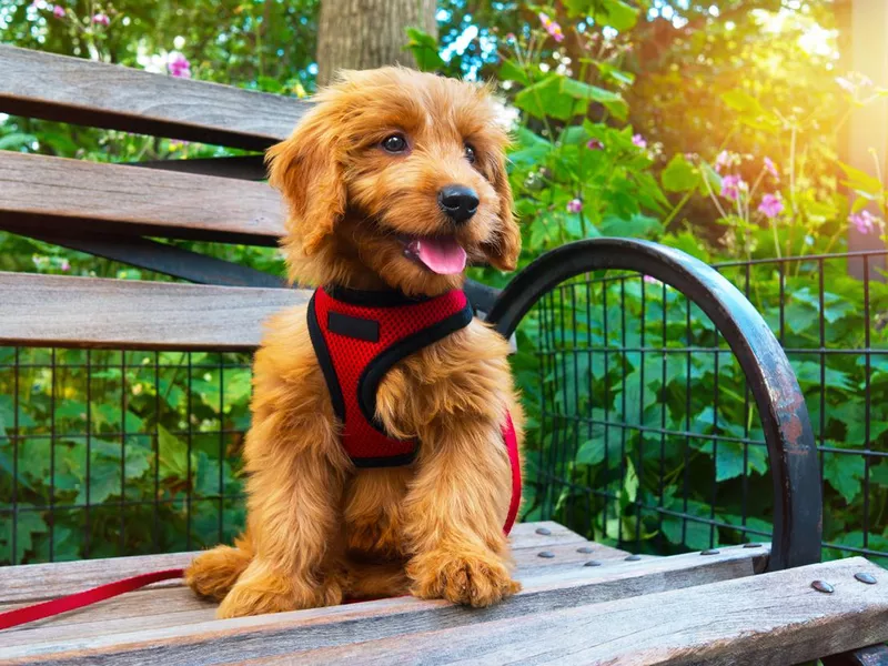 Miniature Goldendoodle puppy dog portrait