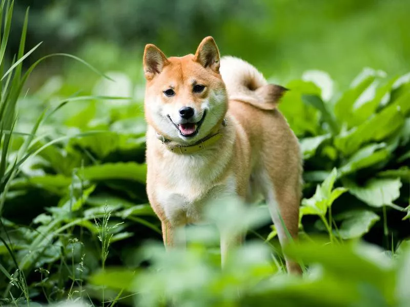 Shiba Inu