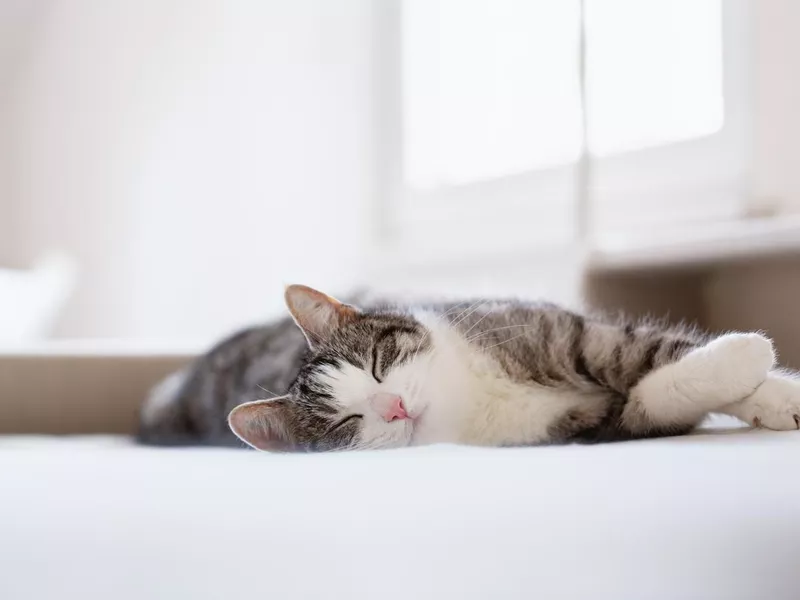 relaxed tabby cat lying on bed