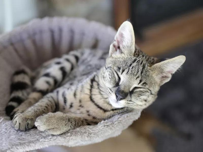 Savannah cat sleeping with comfort