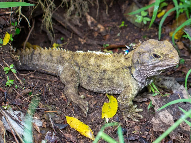 Tuatara