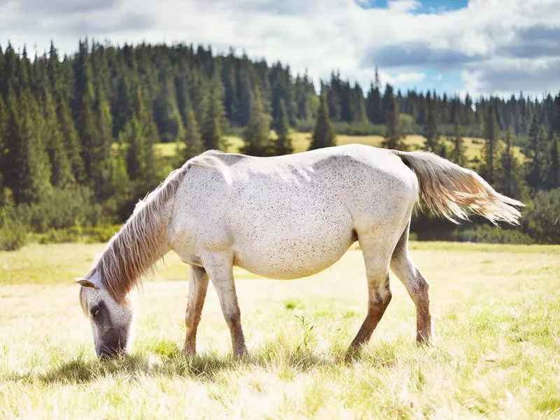 White Horse