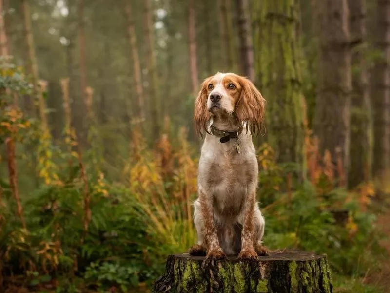 Cocker Spaniel