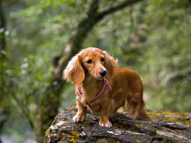 Long-haired Dachshund