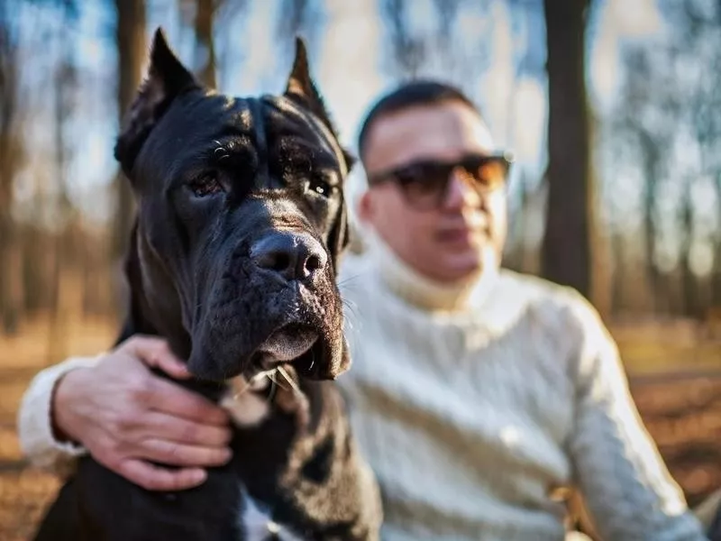 Cane Corso