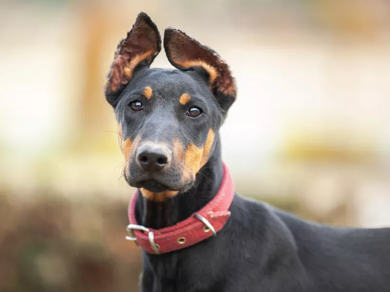 Doberman Pinscher