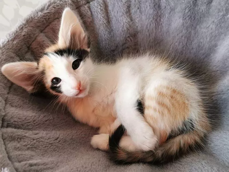 Oriental Longhair cat