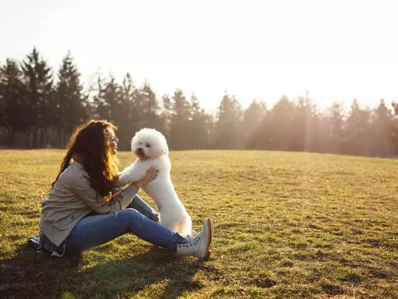 Bichon Frise