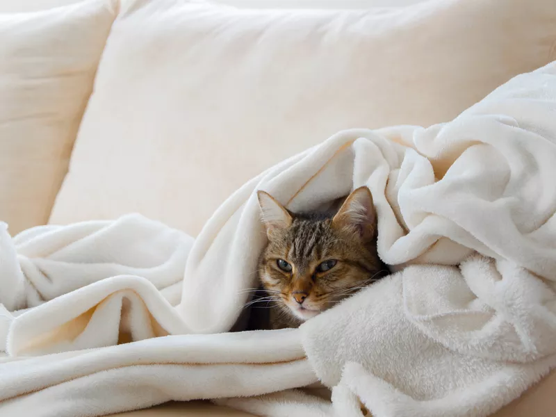 Beautiful european cat is relaxing in the soft white blanket