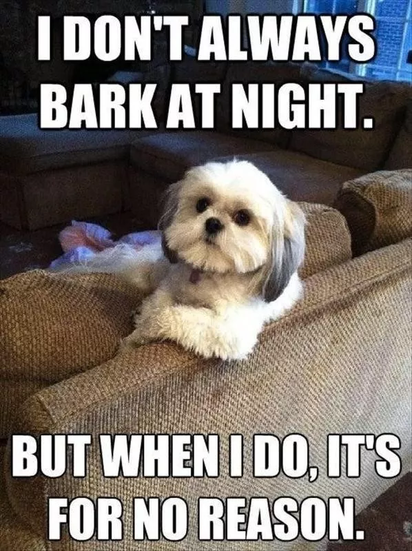 Barking at night dog meme