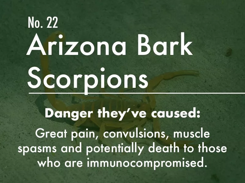 Arizona Bark Scorpion dangers