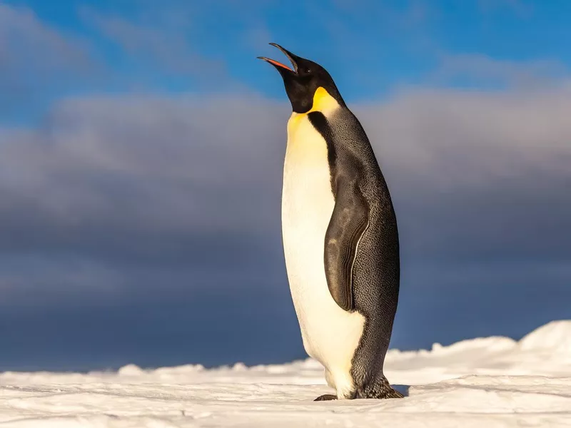 Emperor penguin singing