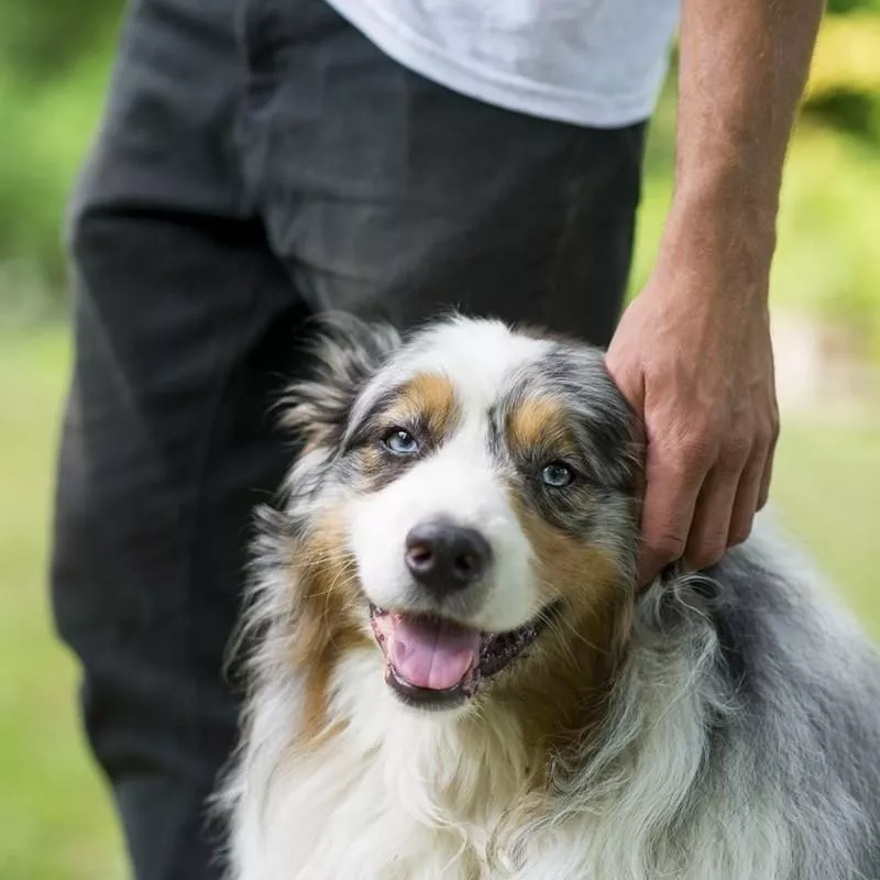 Australian Shepherd