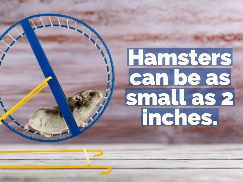 hamster