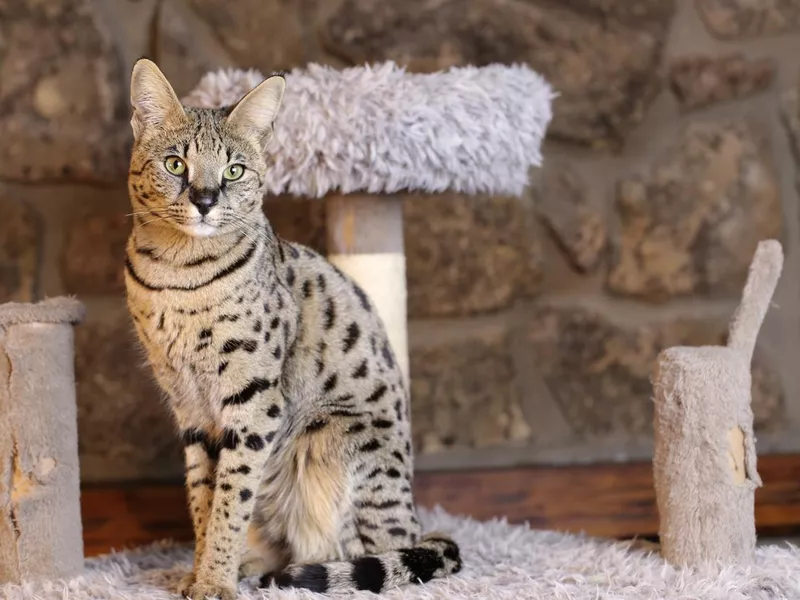 Incredible Savannah Cat that almost looks like a serval