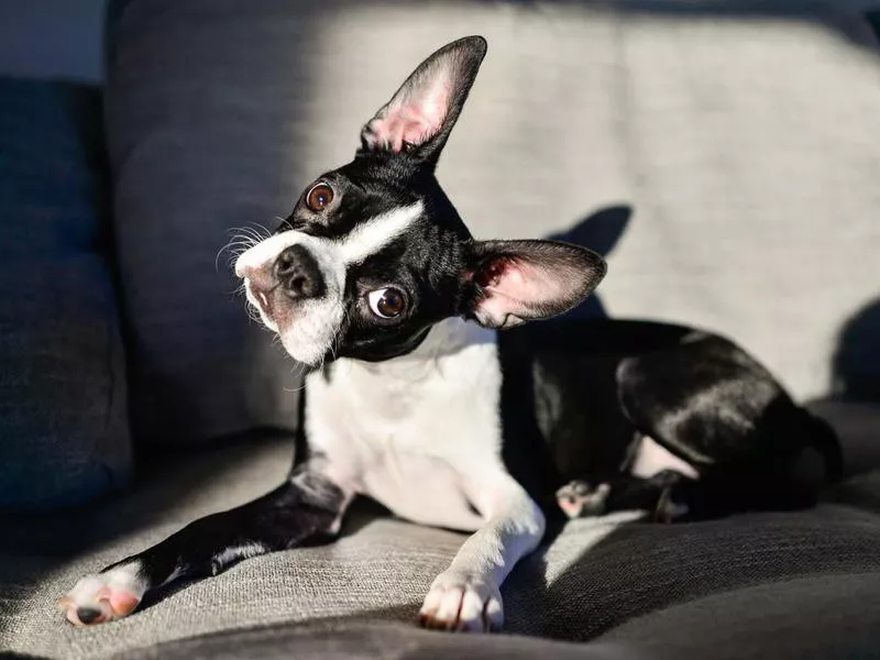 Boston Terrier