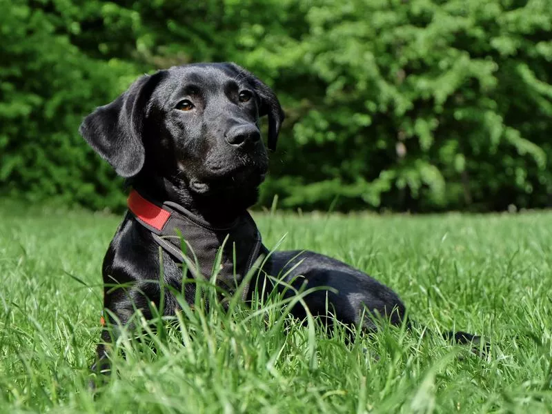 Labrador retrievers