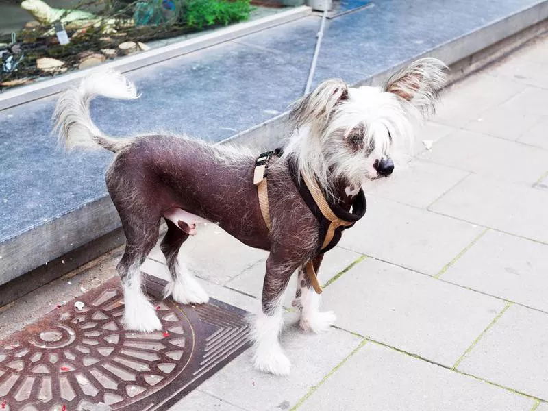 Chinese Crested