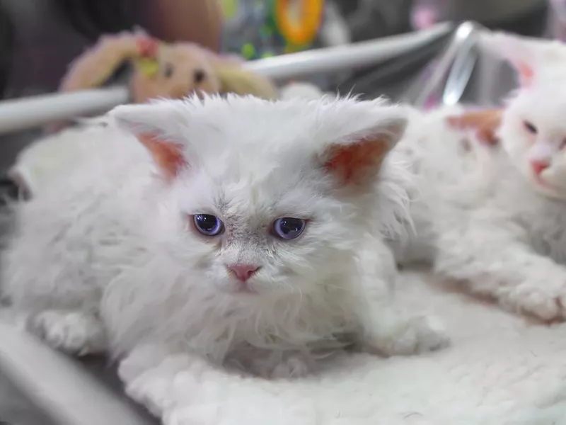 Selkirk Rex kitten