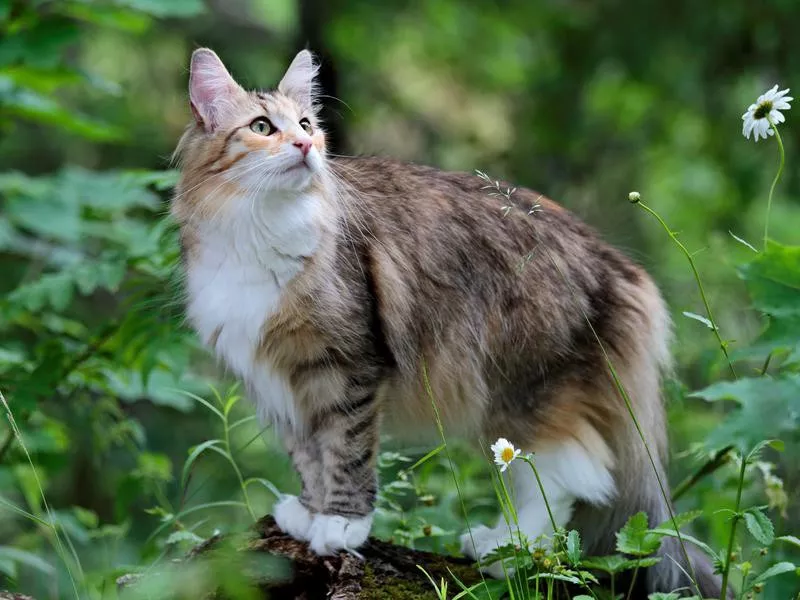 Norwegian Forest Cat