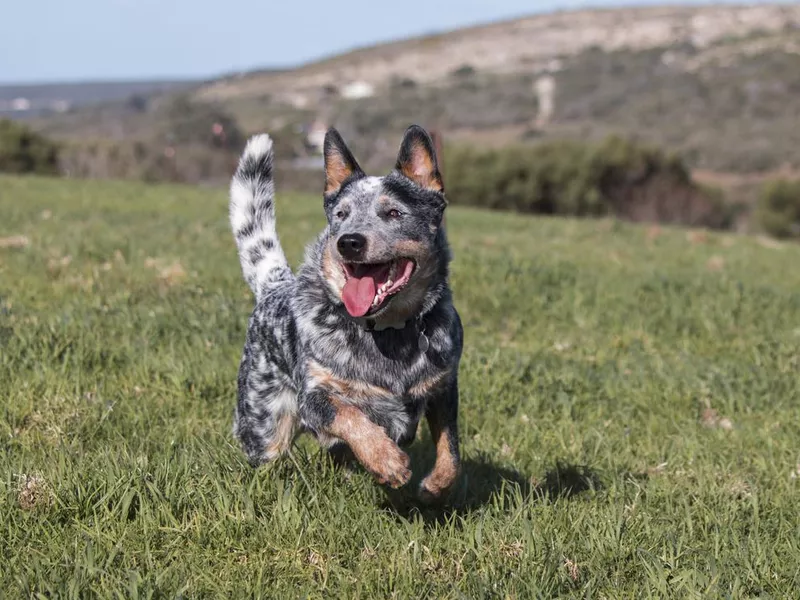 Australian Cattle Dog running on lush green grass