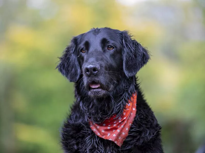 Flat-Coated Retriever