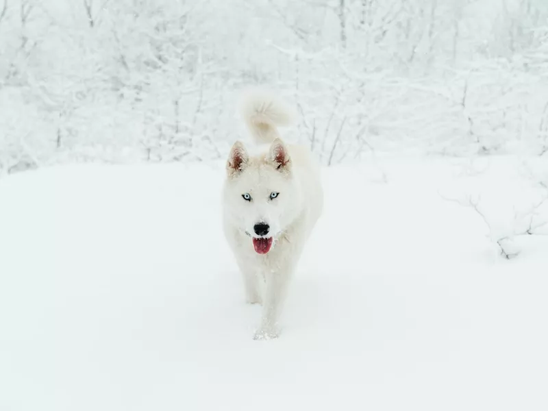 Cute husky dog with blue eyes walking on snow