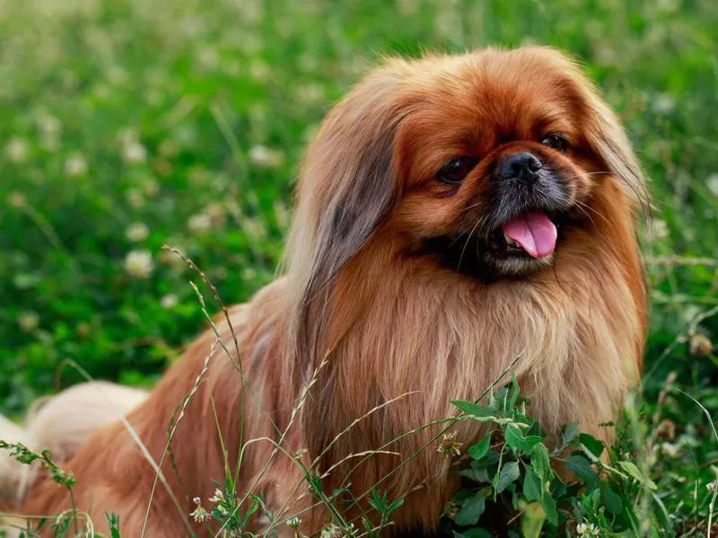 Pekingese