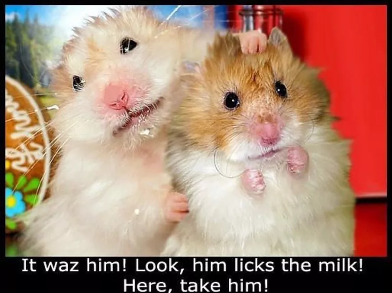 Hamster thief meme