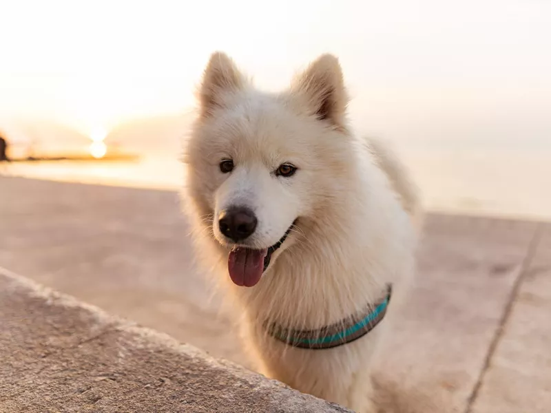 American Eskimo dog