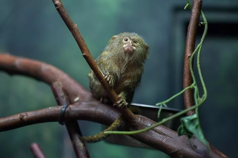 Pygmy Marmoset