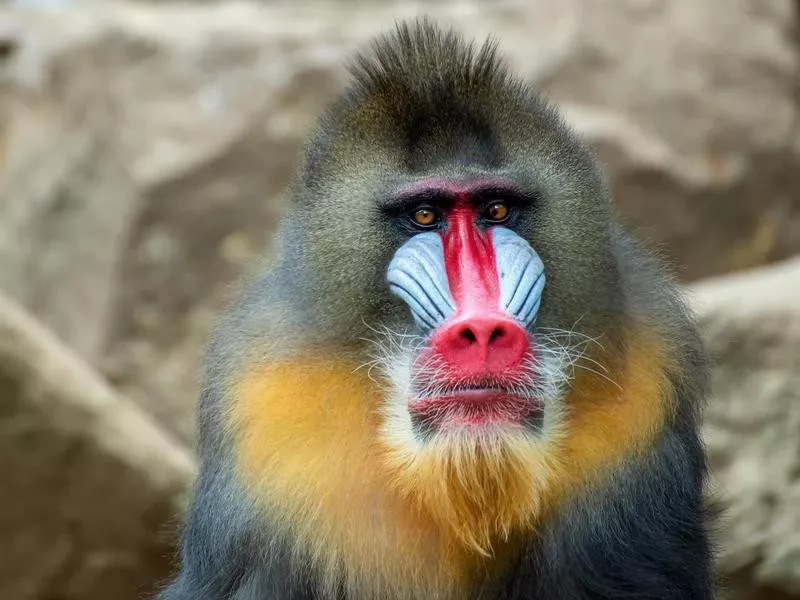 Portrait of a male mandrillus monkey