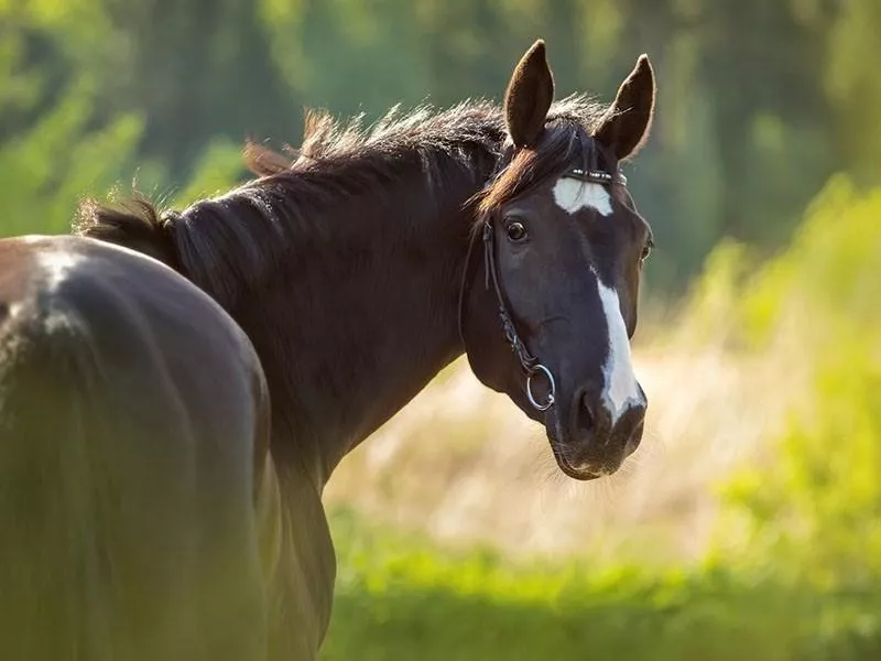 Budyonny Horse