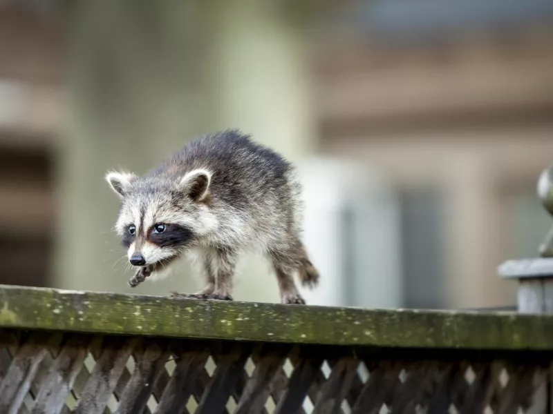 Baby Raccoon