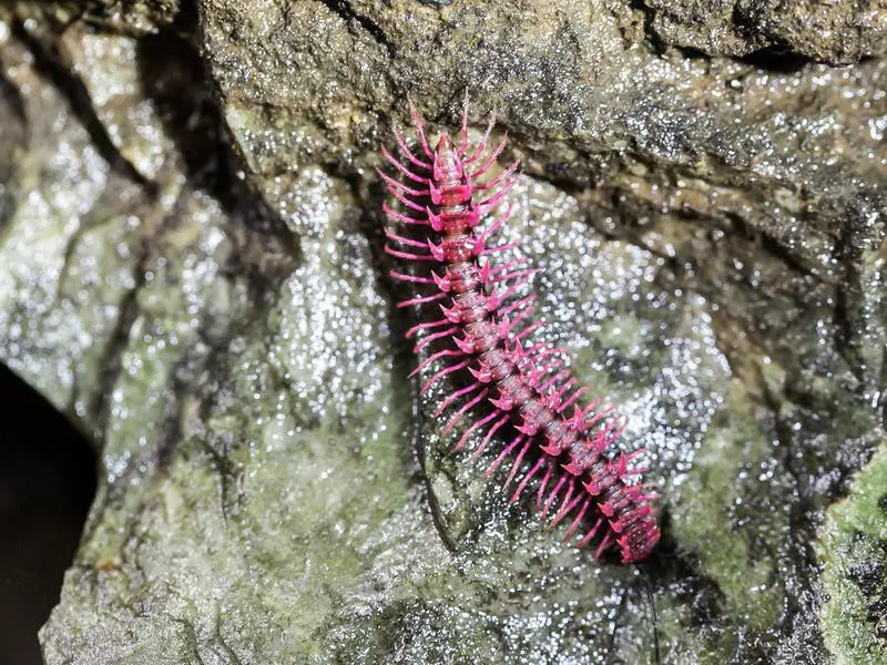 Dragon Millipedes can emit a cloud of hydrogen cyanide