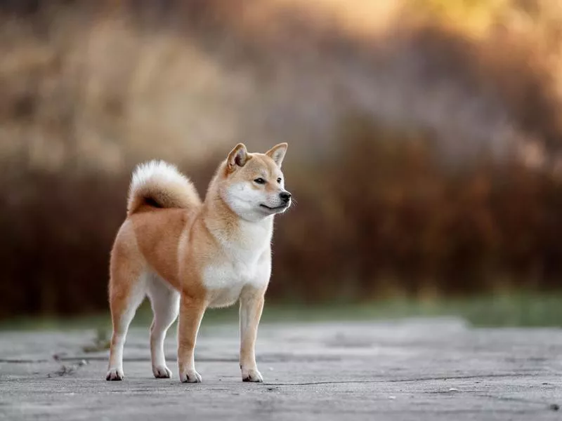 Akita