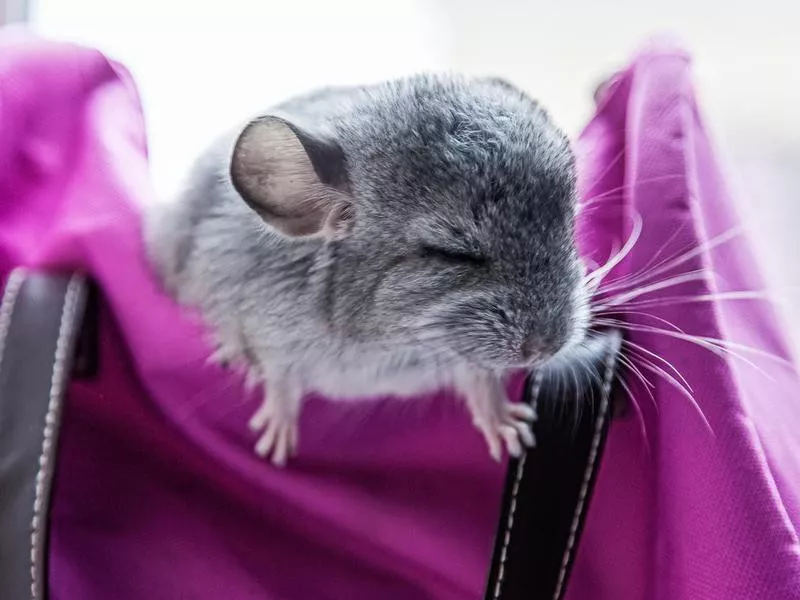 chinchilla